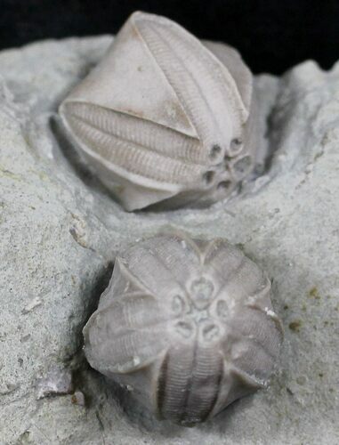 Blastoid (Pentremites) Fossils - Illinois #25406